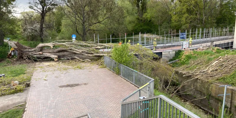 Ein gro&szlig;er Baum liegt umgest&uuml;rzt auf einer Stra&szlig;e